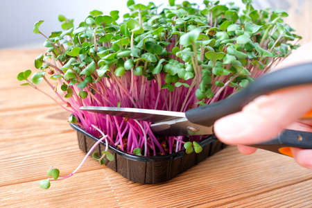 Young radish in a small garden bed. Cut microgreens.