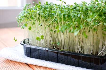 Microgreens in a black container. Young sprouts of cabbage.の写真素材
