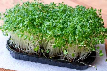 Microgreen sprouts in a container. Cabbage grows on the windowsill.の写真素材