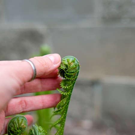 Touching a young fern. Green twisted sprout in spring.の写真素材