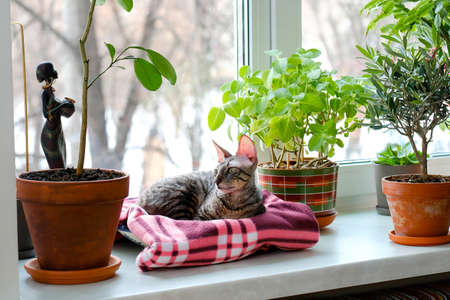 The cat lies on the windowsill among domestic plants.の写真素材