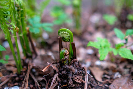 A young fern sprout crawls out in spring.の写真素材