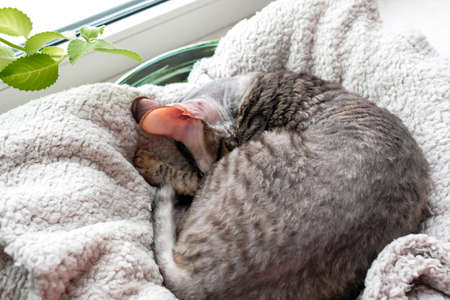 The cat is curled up on the couch. The pet is sleeping.
