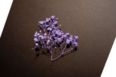 Dry flower in the center on a brown background. Small purple branches.の写真素材