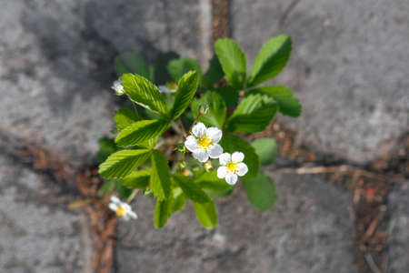 Strawberry bush sprouted through the asphalt. View from above.の写真素材