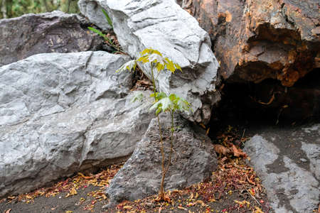 A young maple tree with large green leaves grew on a background of stones.の写真素材