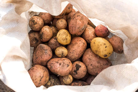 Freshly picked potatoes with a bag. View from aboveの写真素材