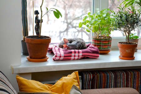 A room with a window, plants on the windowsill and a cat sleeping on a blanket. Sofa visibleの写真素材