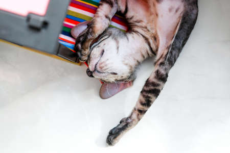 The kitten sleeps on the windowsill among the toys. Up bellyの写真素材