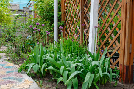 Wild onion with purple caps grown in the vegetable gardenの写真素材