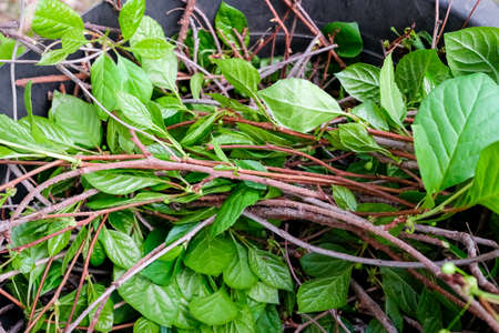Cut branches and leaves of lemongrass. Green plant in the garden.の写真素材