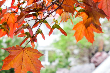 Background from orange maple leaves. Blurred backdrop.