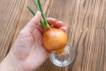 Onion head in hands. Onion sprouted, roots and green stems are visible.の写真素材