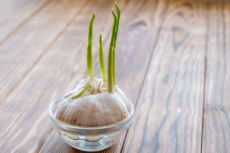 .Sprouted garlic, green arrows are visible. Wooden background, nobody.の写真素材