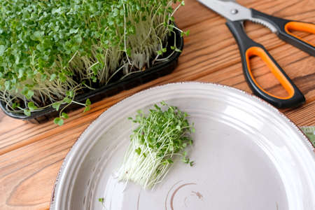 Small grass has grown on the windowsill. Microgreens cabbage.の写真素材
