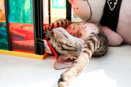 The kitten fell asleep among the toys belly upside down. Tabby, paw forward.の写真素材