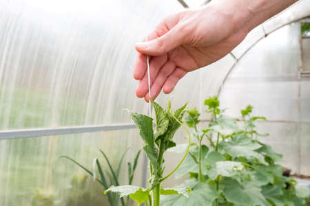 Tied cucumber plant in a greenhouse. Holds the rope.の写真素材