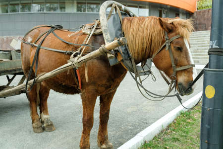 A brown horse in harness is tied to a pole.の写真素材