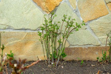 Young small-flowered clematis. Green plant without flowers.の写真素材