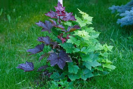 Young trees of the Canadian maple. Green and purple trees.の写真素材