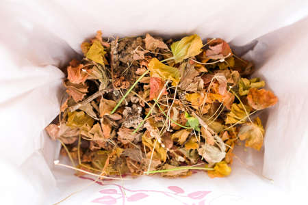 Fallen dry leaves are collected in a bag. Branches from indoor plants.の写真素材