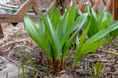 Green plant in the garden. Young onion Suvorov.の写真素材