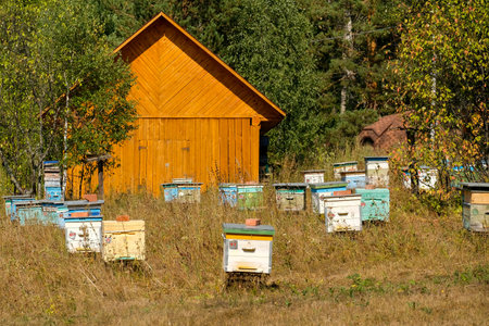 Small apiary. Colored bee hives. Summer day.の写真素材