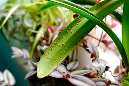 Plant pests. Diaspididae on long leaves of a houseplant.の写真素材