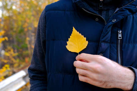 A man holds a yellow birch leaf in his hand. No face visible. Autumn weather. The background is blurred.の写真素材