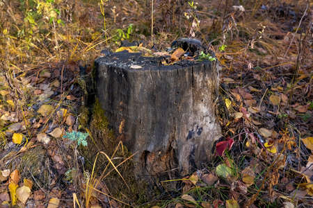 Old tree stump in the autumn forest. Side view, no people.の写真素材