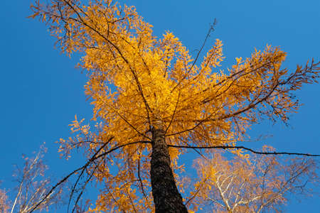 Yellow larch in the autumn fox, bottom view. Blue sky, no people.