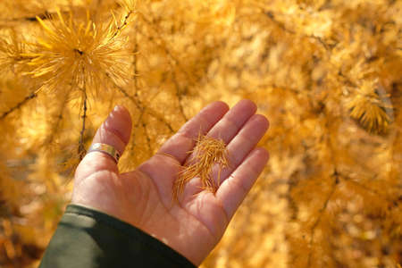 Yellow larch needles in hand. Thin beautiful leaves of a pine tree in autumn.の写真素材