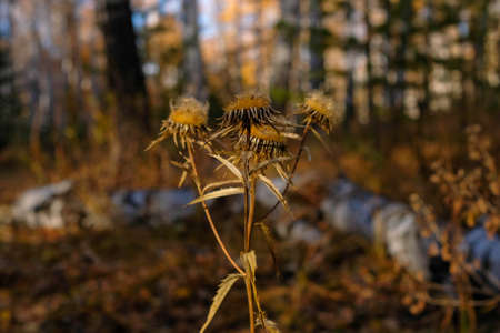 Dry flower in the autumn forest. Plant centered, beautiful sunshine.の写真素材