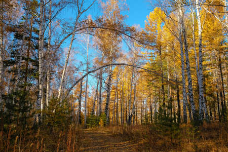 Autumn forest in a mixed forest. Blue sky, blurred background, no people.の写真素材
