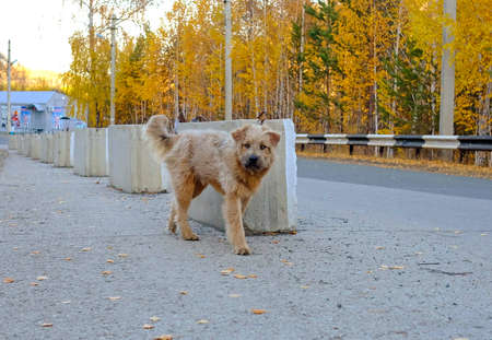 Homeless dog on the road. Autumn blurred trees in the background.の写真素材