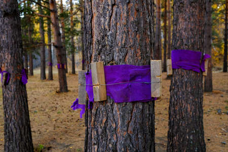 Homemade protection of trees from stress. Wooden pegs and cloth tied with pine trunks.の写真素材