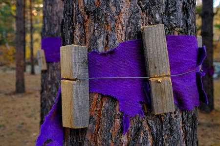 Protecting pine bark from damage. Homemade wooden planks attached to the tree.の写真素材