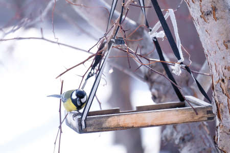 A titmouse on a feeder holds a seed in its beak.の写真素材