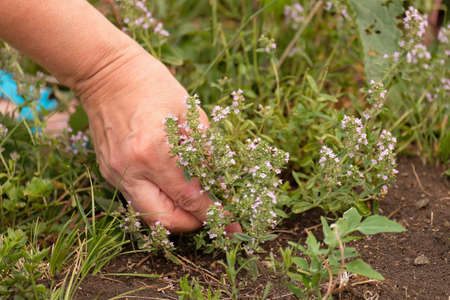 Tear oregano in the summer. Visible human hand.の写真素材