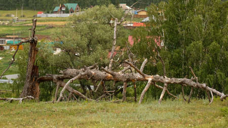 Starow dry fallen tree in summer on the grass.の写真素材