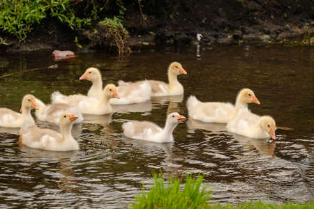 Grown up goslings bathe in the river.