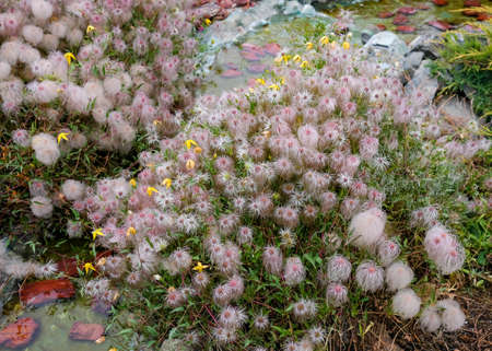 Clematis bush in autumn. Climbing plant by the stream.