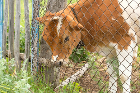 A small cow stands behind an iron mesh fence.の写真素材