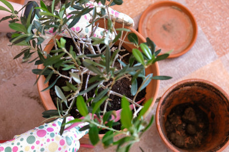 Transplanting a plant from a small pot to a large one. View from above. Olive Tree.の写真素材