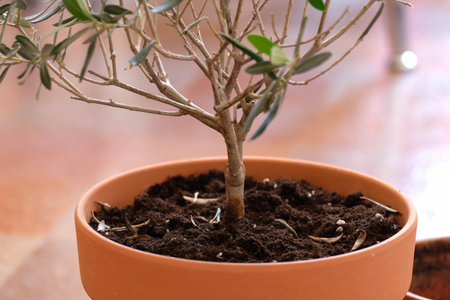 Plant in a clay pot. Olive tree in the room.の写真素材