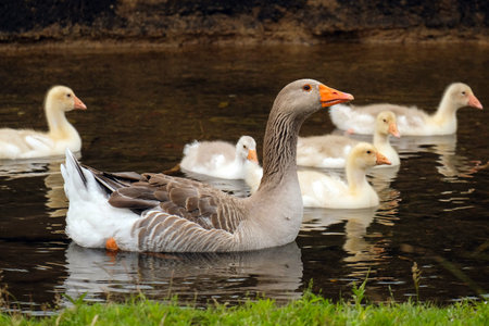 A large gray goose swims along the river surrounded by goslingsの写真素材