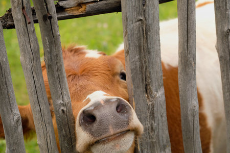 The calf leans out into the fence. Muzzleの写真素材