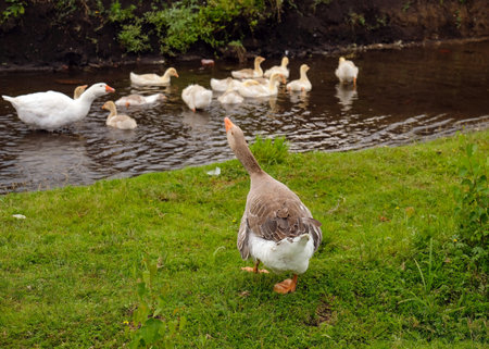 The leader of the geese protects the familyの写真素材