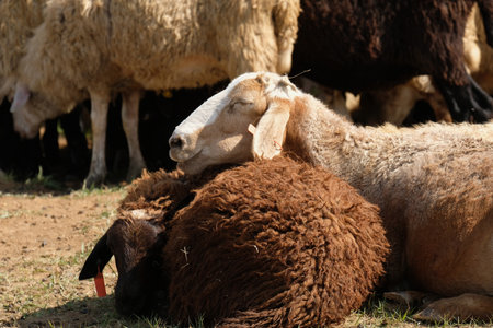 A sheep put its muzzle on another sheep while resting.の写真素材