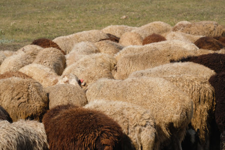 A flock of sheep, their backs visible.の写真素材